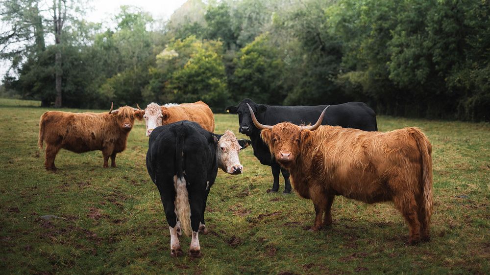 Animal desktop wallpaper background, herd of cows in Wales