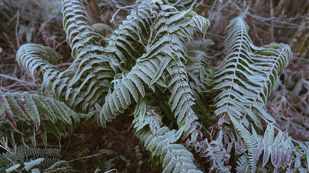 Nature desktop wallpaper background, fern leaves covered with frost at Buachaille Etive Mor