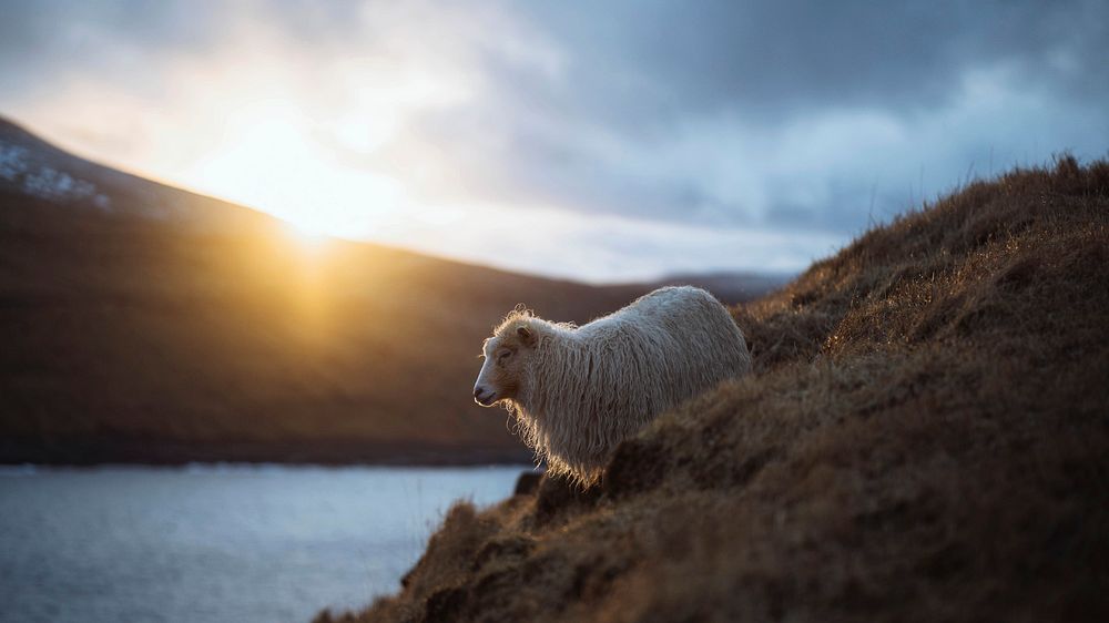 Nature desktop wallpaper background, Faroe sheep at the Faroe Islands, part of the Kingdom of Denmark