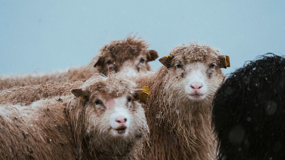 Animal desktop wallpaper background, herd of Faroe sheep at the Faroe Islands, part of the Kingdom of Denmark