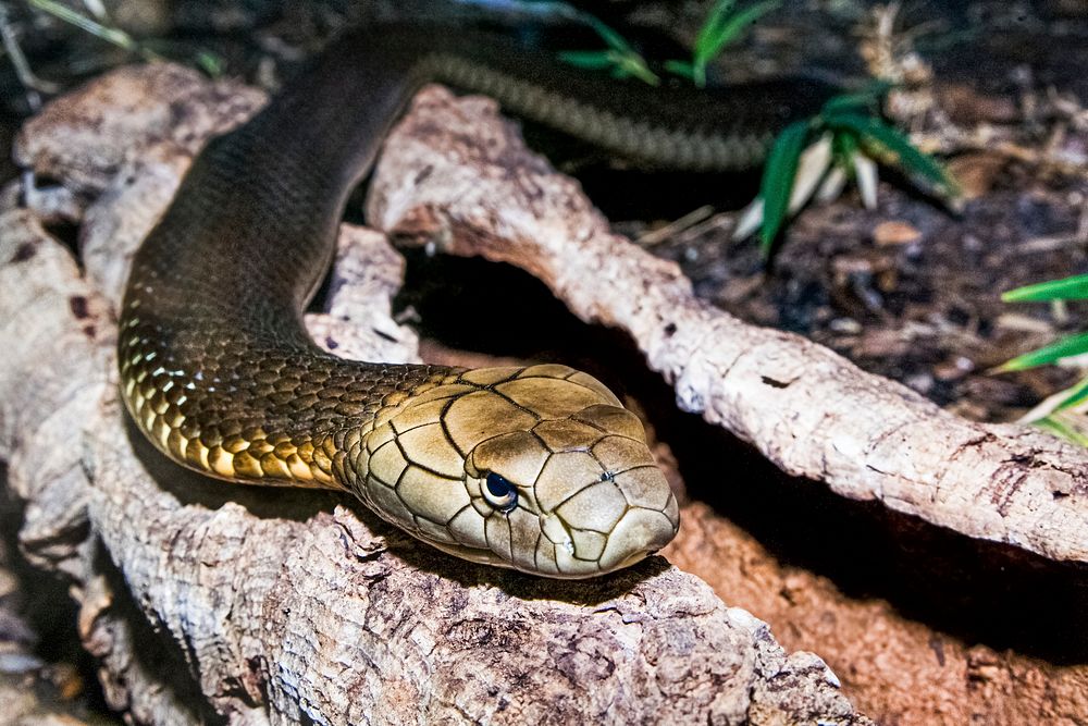 King Cobra (2010) by Smithsonian Institution. Original from Smithsonian's National Zoo. Digitally enhanced by rawpixel.
