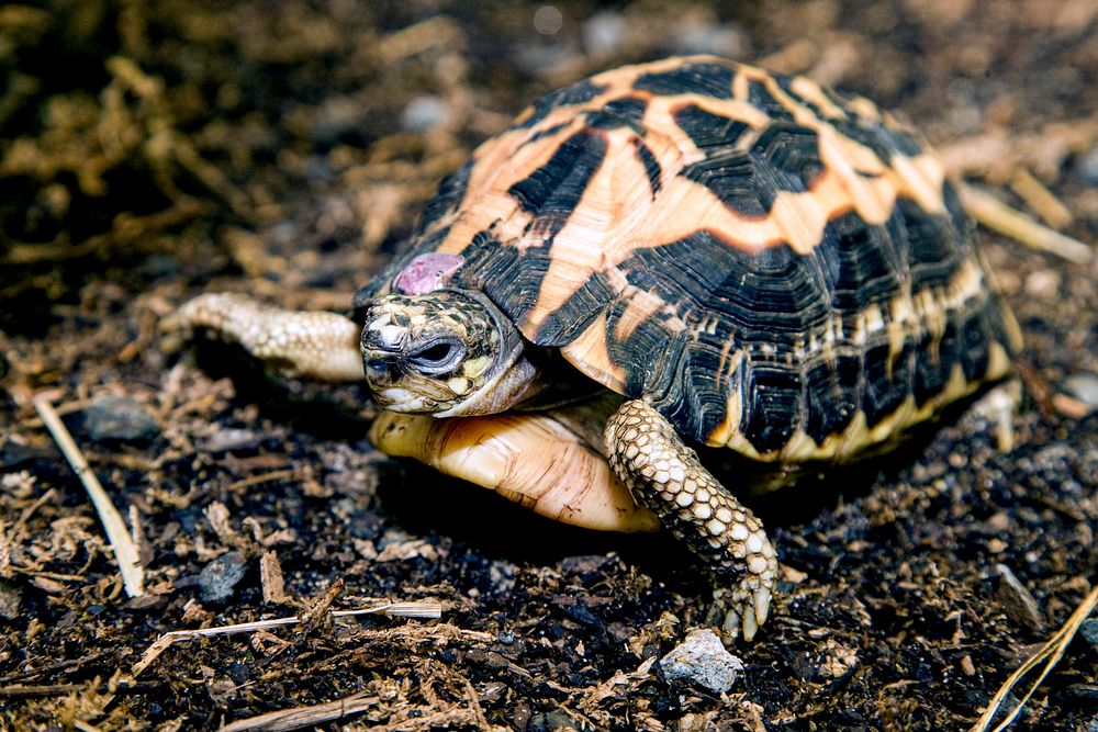 Spider Tortoise (2011) by Smithsonian Institution. Original from Smithsonian's National Zoo. Digitally enhanced by rawpixel.