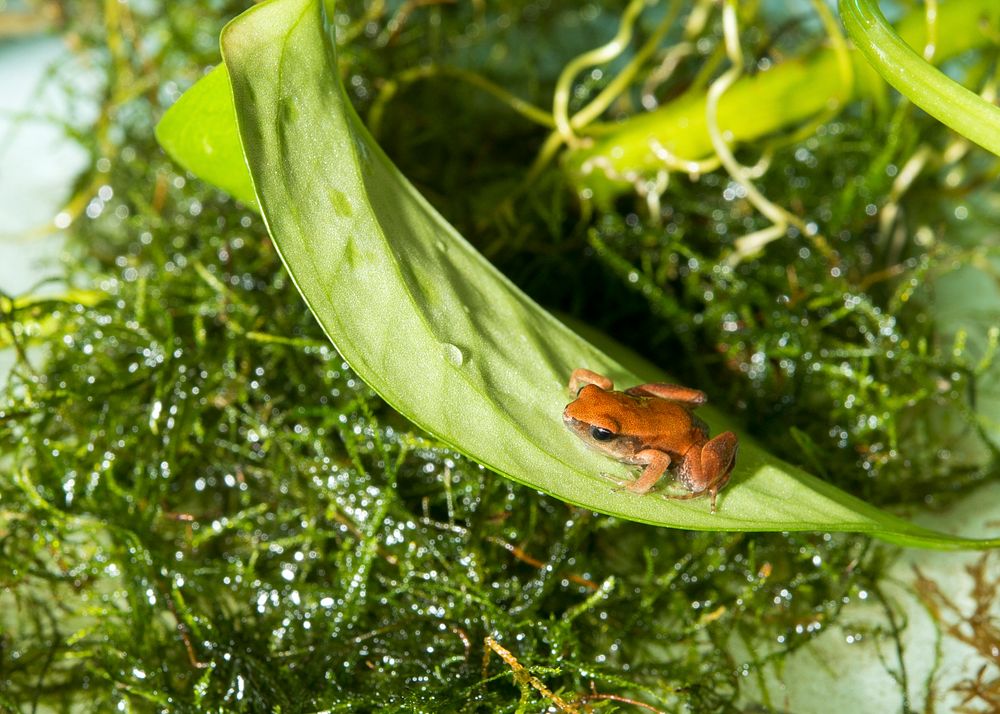 Golden Mantella (2013) by Smithsonian Institution. Original from Smithsonian's National Zoo. Digitally enhanced by rawpixel.