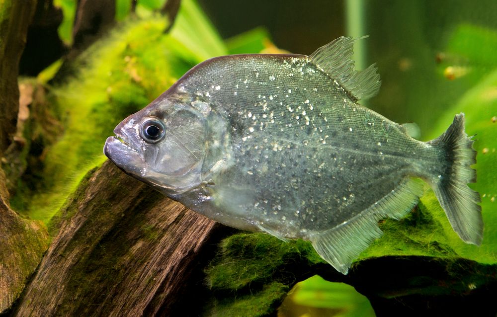 Violet Line Piranha (2015) by Connor Mallon. Original from Smithsonian's National Zoo. Digitally enhanced by rawpixel.
