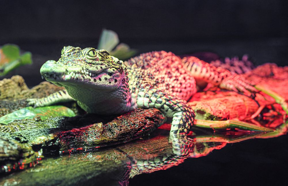 Cuban Crocodile (2016) by Chris Wellner. Original from Smithsonian's National Zoo. Digitally enhanced by rawpixel.