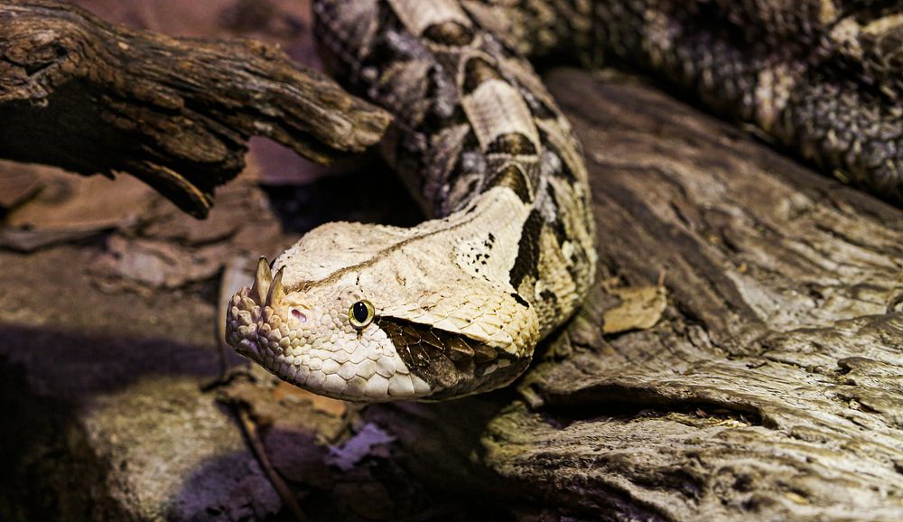 Gaboon Viper (2016) by Chris Wellner. Original from Smithsonian's National Zoo. Digitally enhanced by rawpixel.