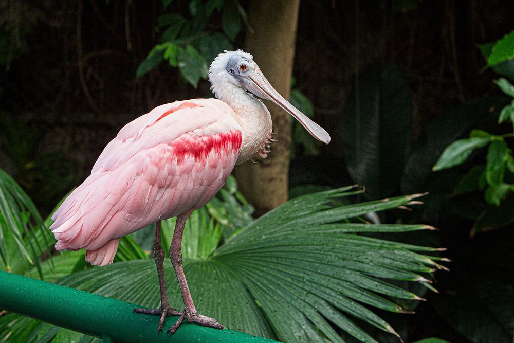 Roseate Spoonbill (2016) by Chris Wellner. Original from Smithsonian's National Zoo. Digitally enhanced by rawpixel.