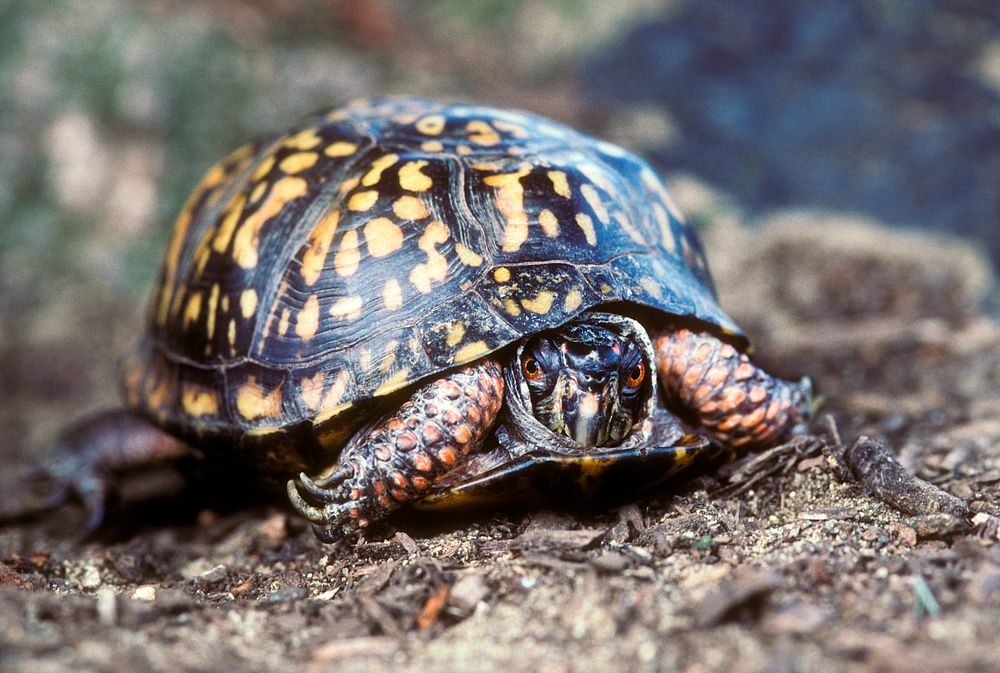Eastern Box Turtle (1998) by Smithsonian Institution. Original from Smithsonian's National Zoo. Digitally enhanced by…