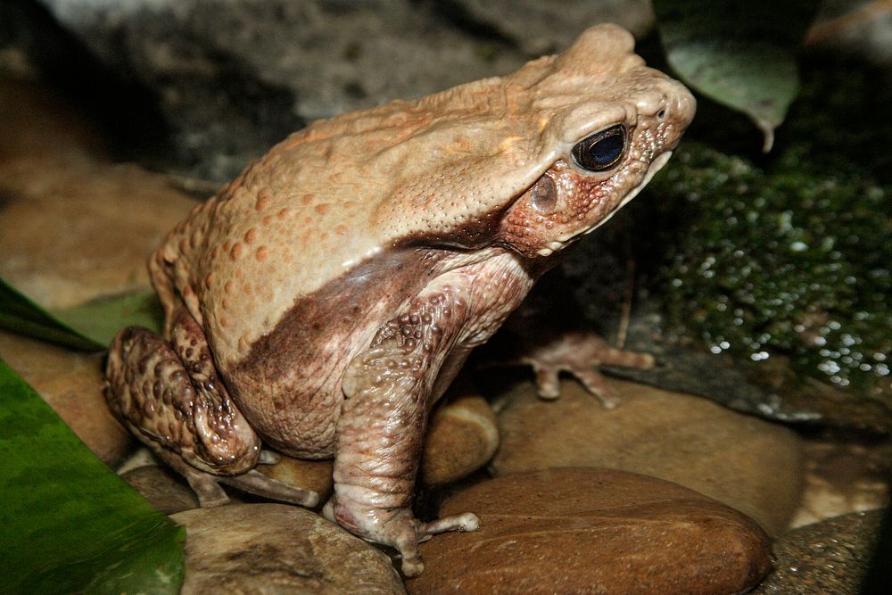 Vietnamese mossy frog  Smithsonian's National Zoo and