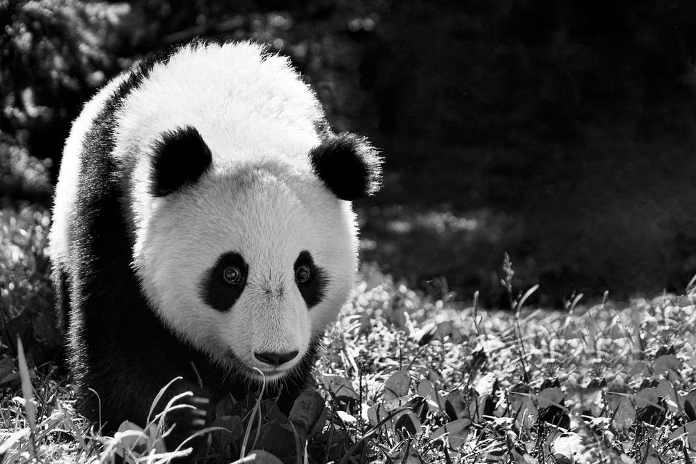 Giant Panda in black and white, remixed from photography by Ann Batdorf