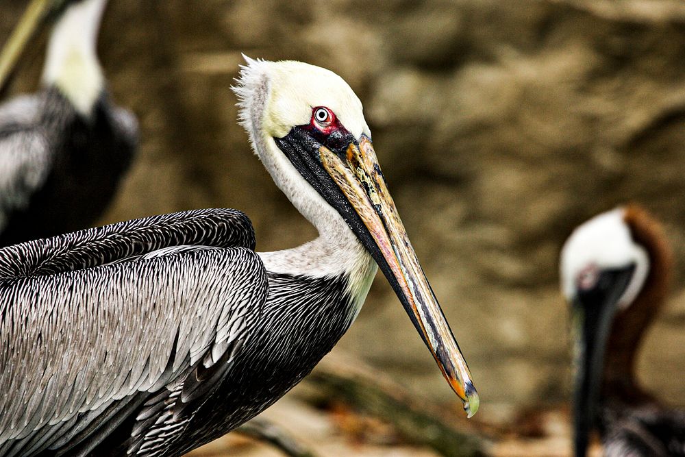 Brown Pelican (2007) by Smithsonian Institution. Original from Smithsonian's National Zoo. Digitally enhanced by rawpixel.