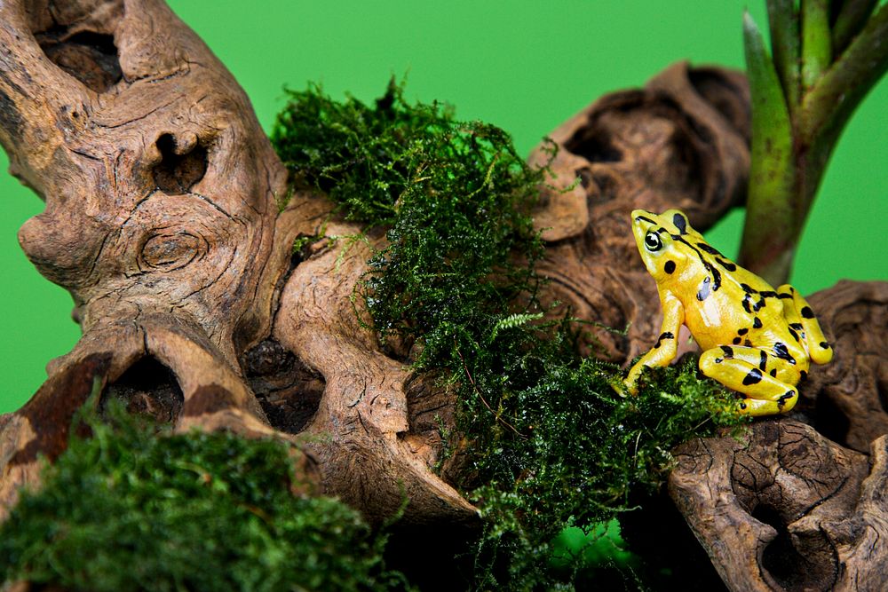 Panamanian Golden Frog (2009) by Smithsonian Institution. Original from Smithsonian's National Zoo. Digitally enhanced by…