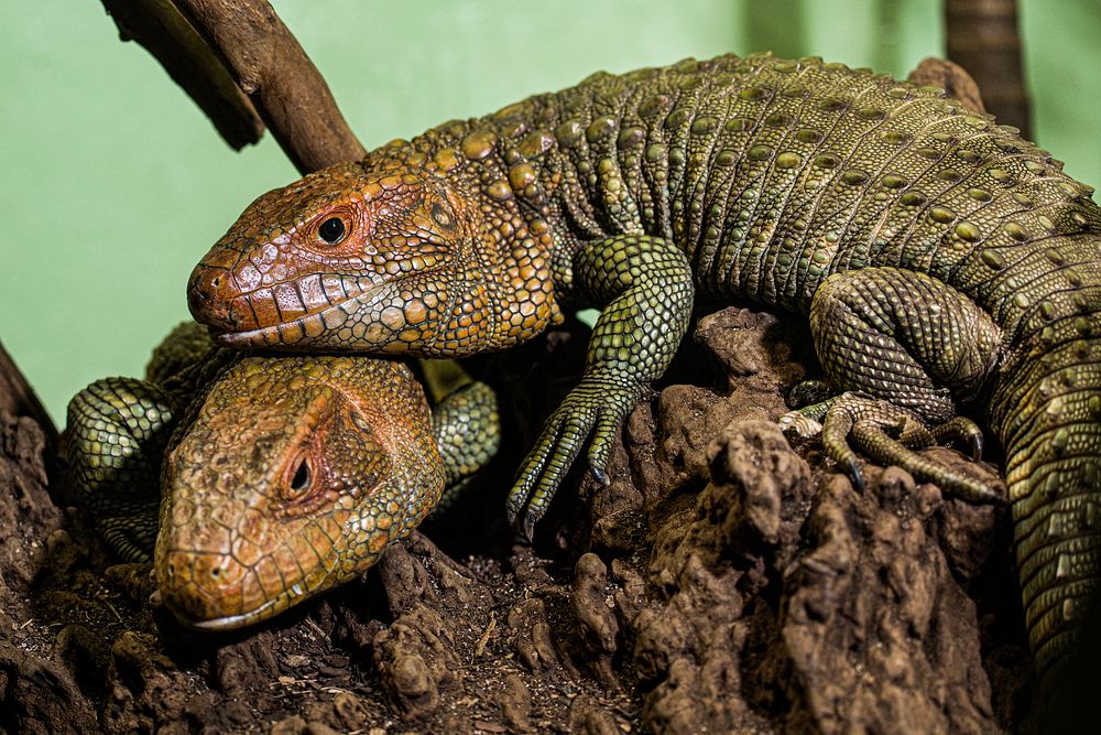 Caiman Lizard (2018) by Jim Jenkins. Original from Smithsonian's National Zoo. Digitally enhanced by rawpixel.