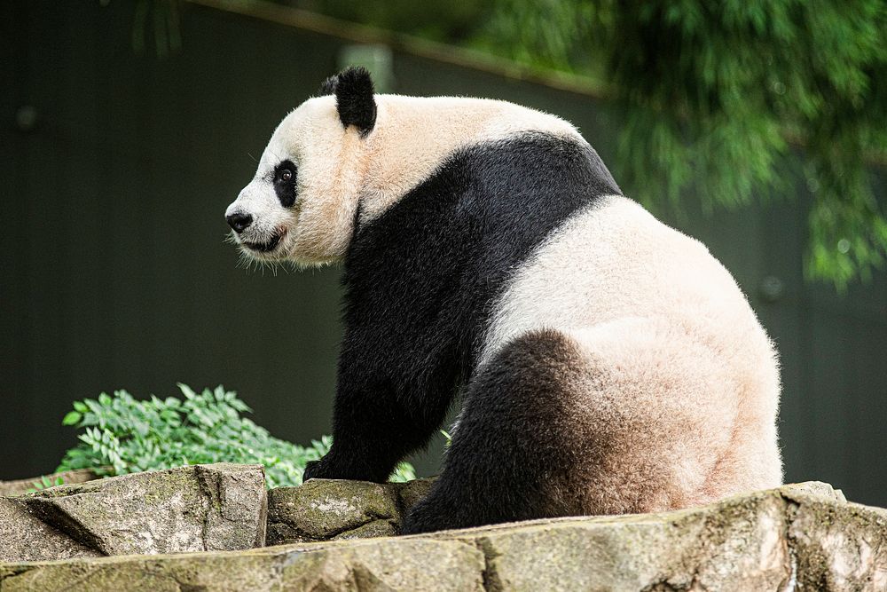 Giant Panda (2018) by Skip Brown. Original from Smithsonian's National Zoo. Digitally enhanced by rawpixel.
