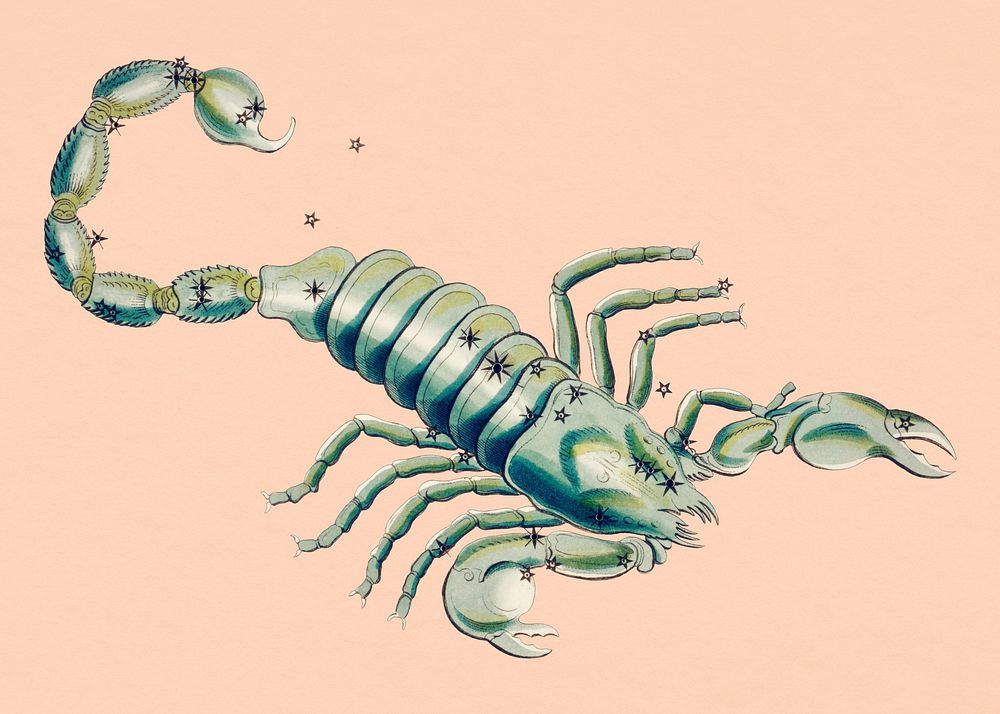 Scorpio animal illustration, vintage astrological sign, remix from the artwork of Sidney Hall