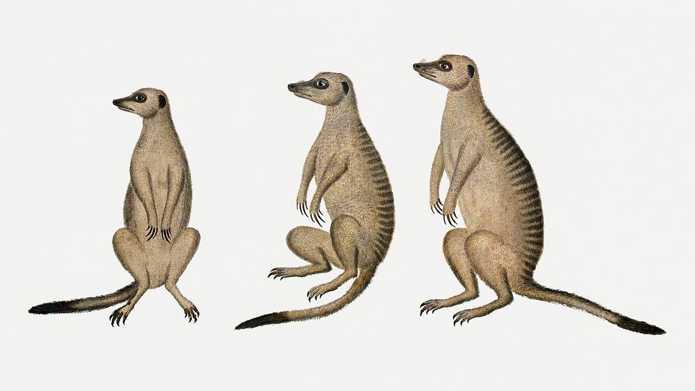 Meerkats psd antique watercolor animal illustration, remixed from the artworks by Robert Jacob Gordon