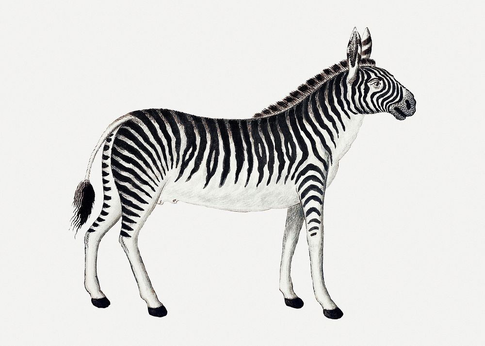 Mountain zebra psd antique watercolor animal illustration, remixed from the artworks by Robert Jacob Gordon
