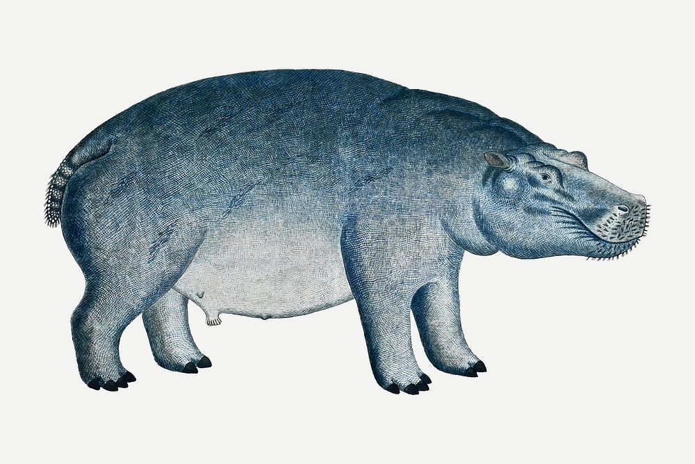 Hippopotamus vector antique watercolor animal illustration, remixed from the artworks by Robert Jacob Gordon