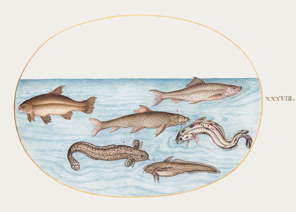 Burbot, Rockling, and Other Fish (1575&ndash;1580) painting in high resolution by Joris Hoefnagel. Original from The…