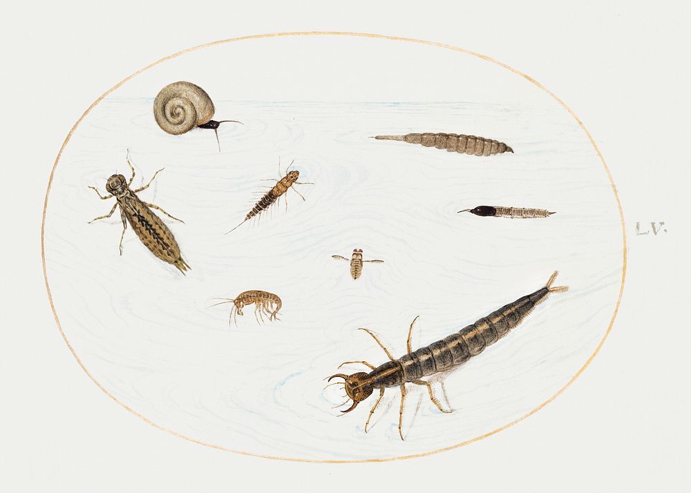 Aquatic Insects, Invertebrates and Snail (1575&ndash;1580) painting in high resolution by Joris Hoefnagel. Original from The…