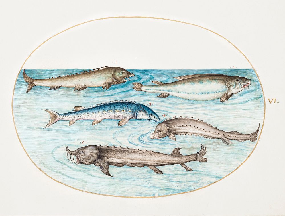 Catfish and Sturgeon (1575&ndash;1580) painting in high resolution by Joris Hoefnagel. Original from The National Gallery of…