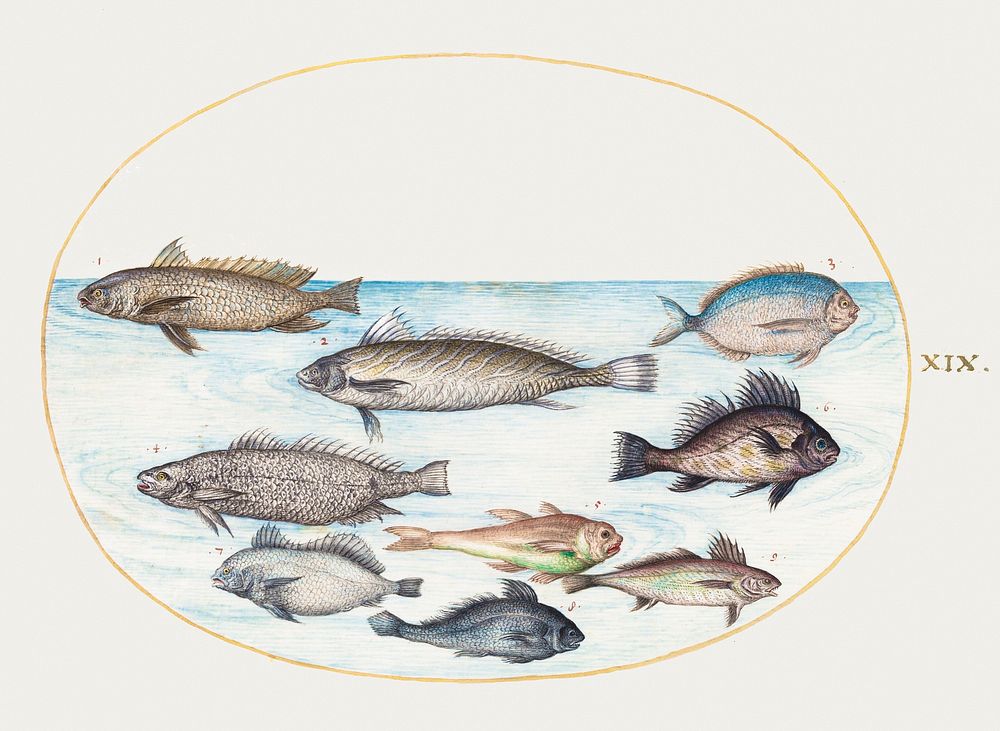 Damselfish and Other Fish (1575&ndash;1580) painting in high resolution by Joris Hoefnagel. Original from The National…