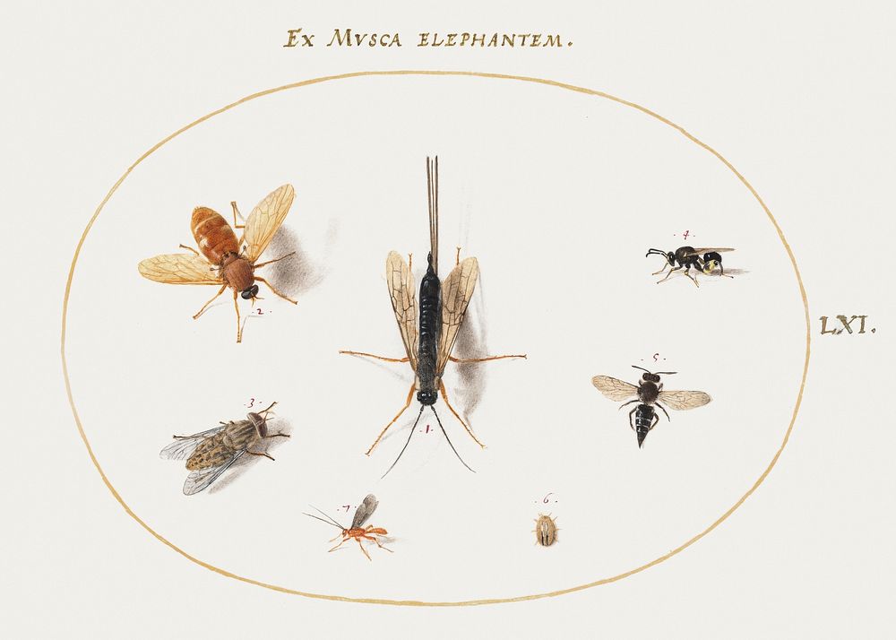 Seven Insects, Including Flies (1575&ndash;1580) painting in high resolution by Joris Hoefnagel. Original from The National…