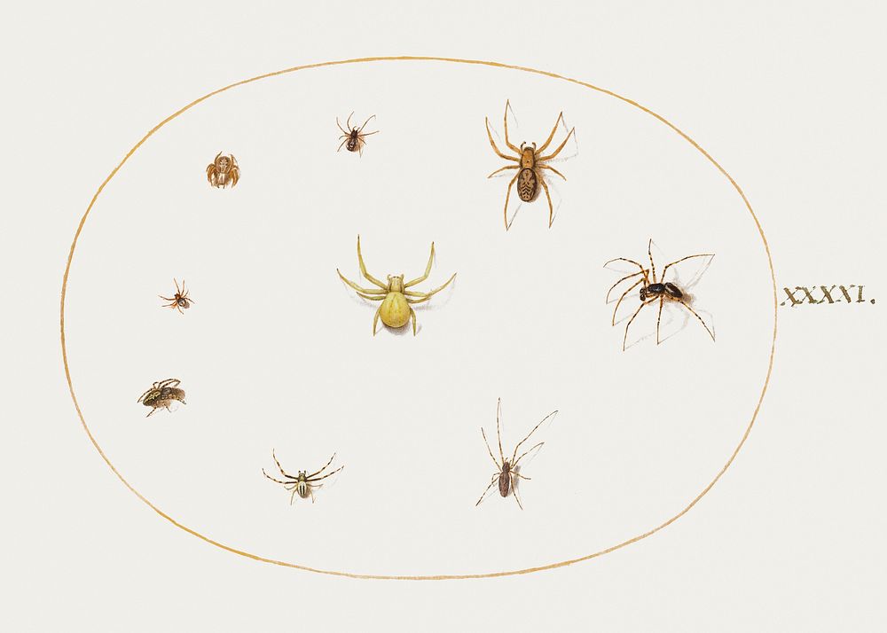 Yellow Spider Surrounded by Eight Spiders (1575&ndash;1580) painting in high resolution by Joris Hoefnagel. Original from…