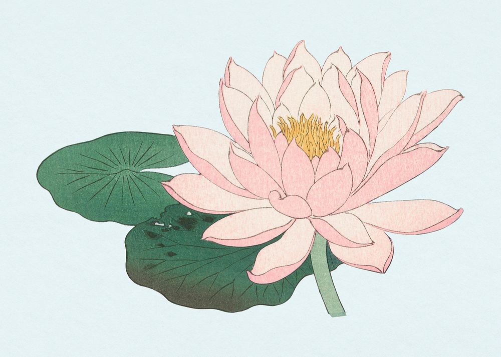 Lotus flower, vintage botanical illustration, remix from the artwork of Ohara Koson