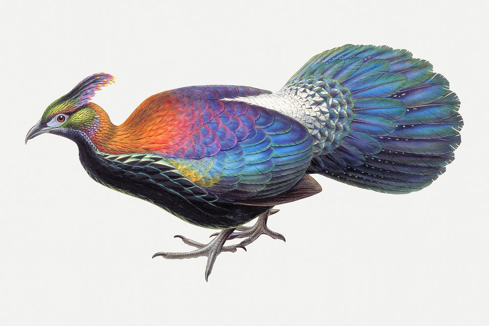Monal bird animal art print, remixed from artworks by John Gould and Henry Constantine Richter