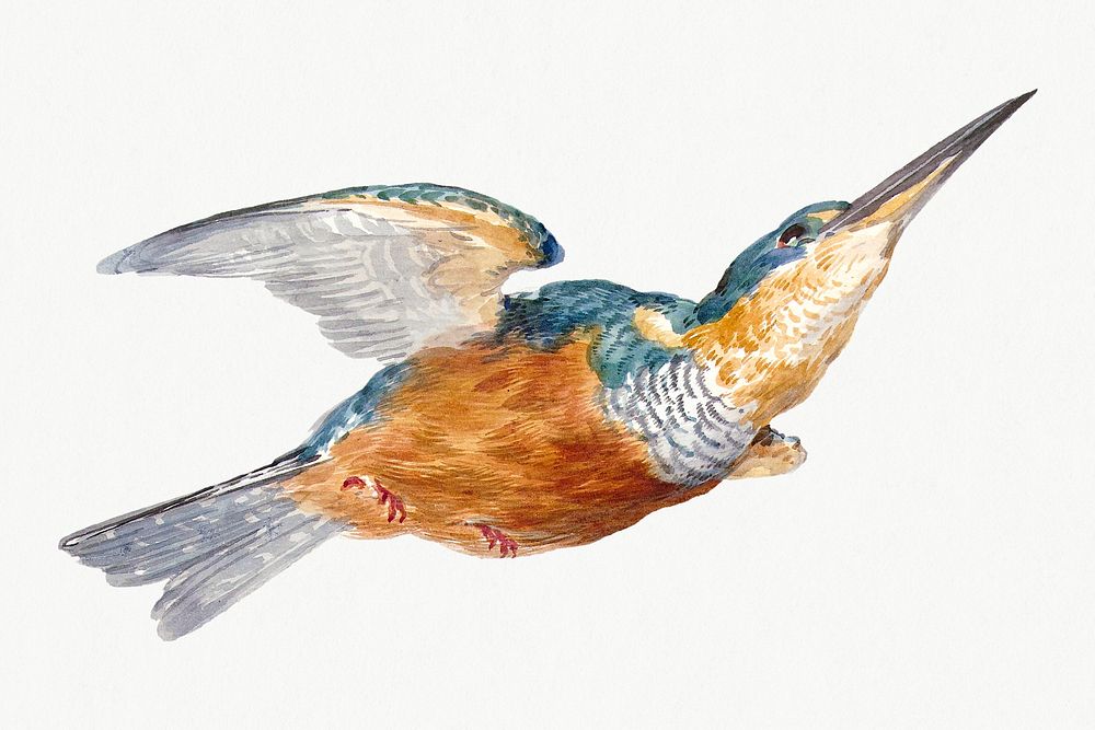 Kingfisher psd illustration, remixed from artworks by Aert Schouman