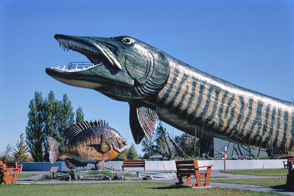 Giant pike side view, Fishing Hall of Fame, Hayward, Wisconsin, Hayward, Wisconsin (1988) photography in high resolution by…