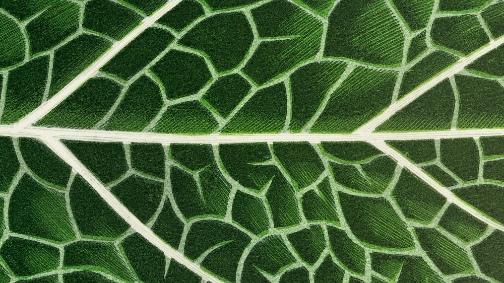 Green leaf desktop wallpaper, botanical nature background