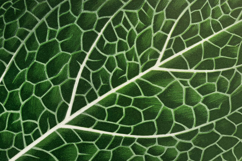 Green leaf HD background, botanical | Premium Vector - rawpixel