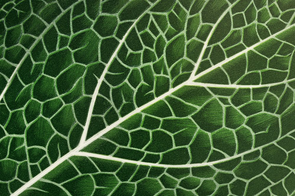Botanical green leaf computer background, aesthetic nature graphic