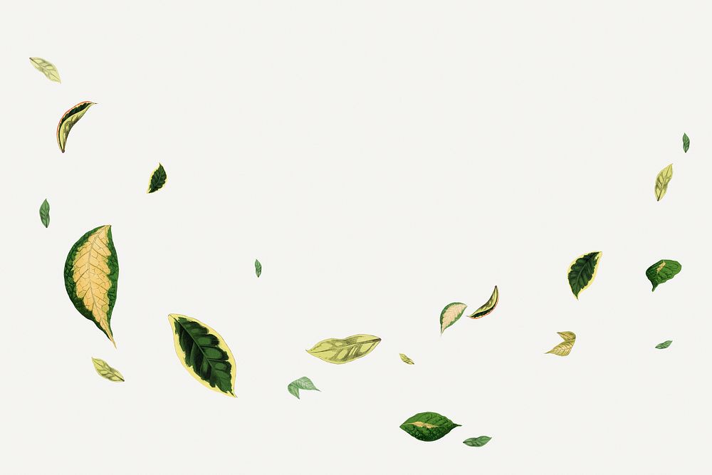 Floating leaf illustration, botanical nature graphic