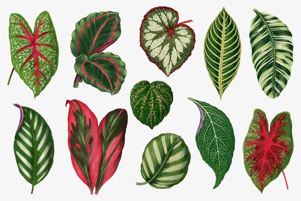 Green leaf illustration, aesthetic nature graphic set vector