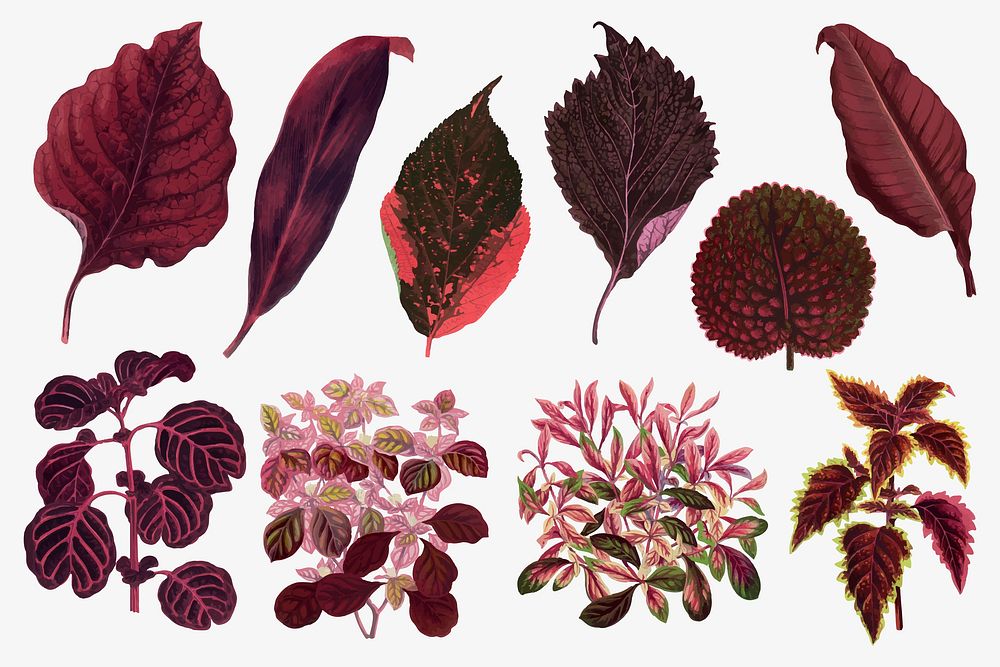 Red leaf illustration, aesthetic nature graphic set vector