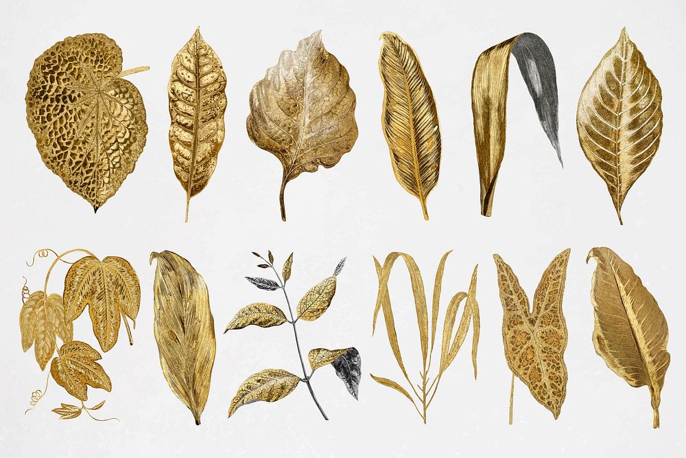 Gold leaf illustration, aesthetic nature graphic set vector