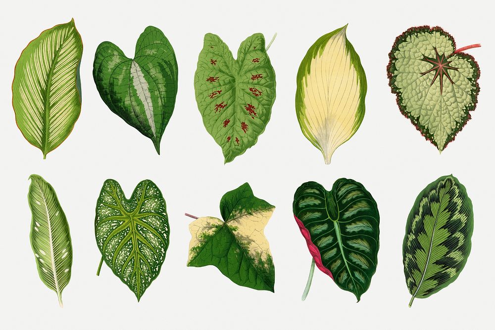 Green leaf illustration, aesthetic nature graphic set psd