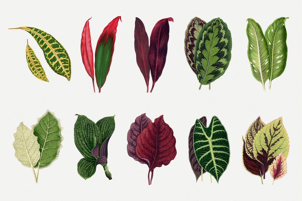 Leaf illustration, aesthetic nature graphic set psd