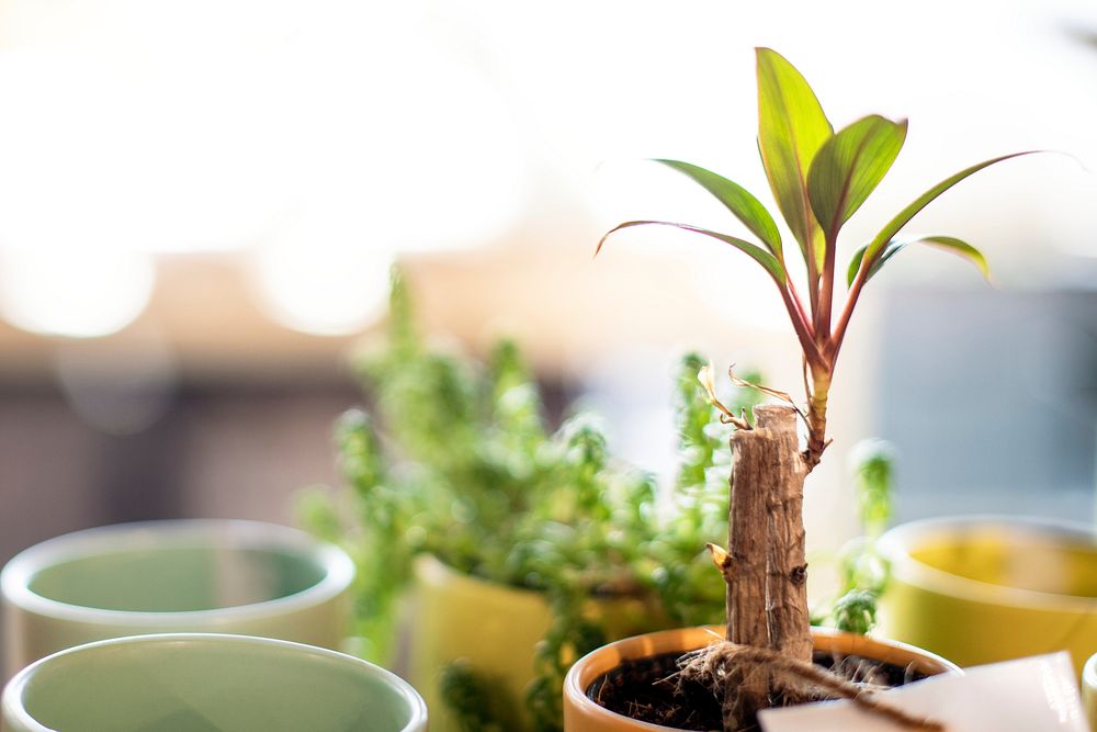 Baby plant background growing in a flower pot