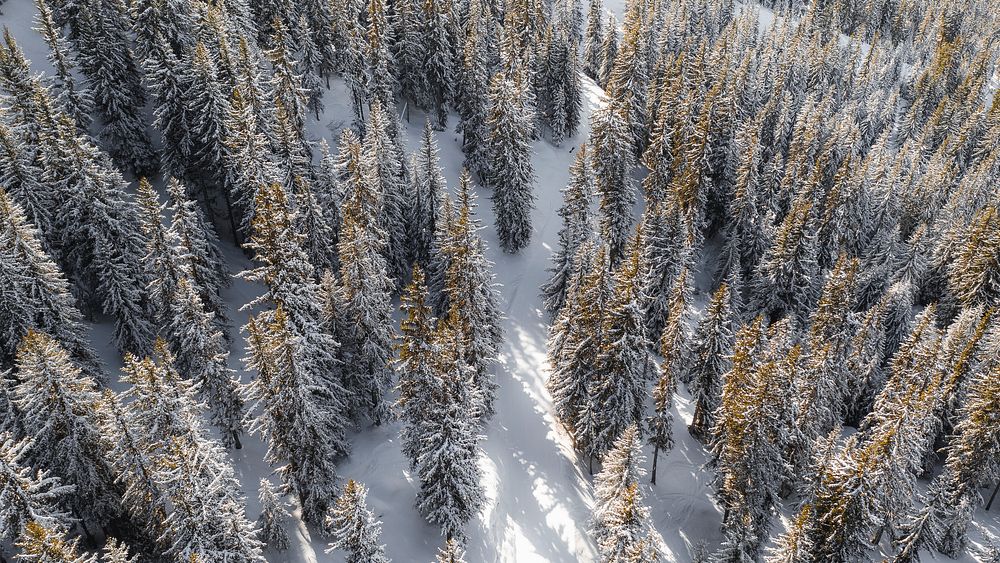 Winter desktop wallpaper background, snowy forest
