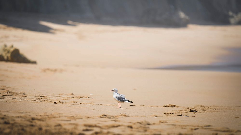 Nature desktop wallpaper background, seagull at the beach