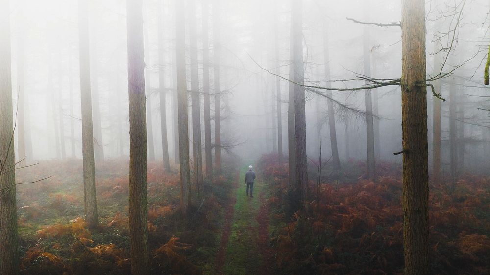 Nature desktop wallpaper background, misty woods