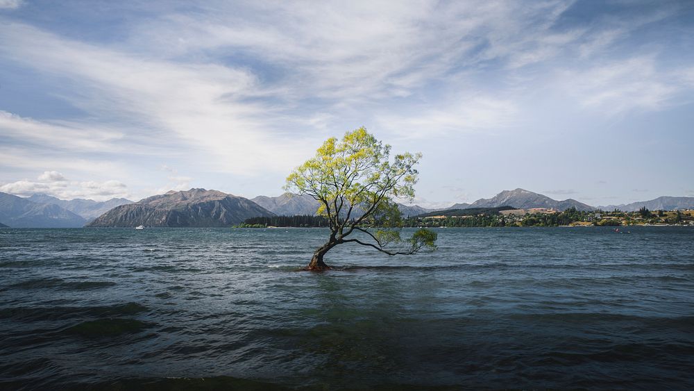 Landscape desktop wallpaper background,  Wanaka tree in a lake at New Zealand