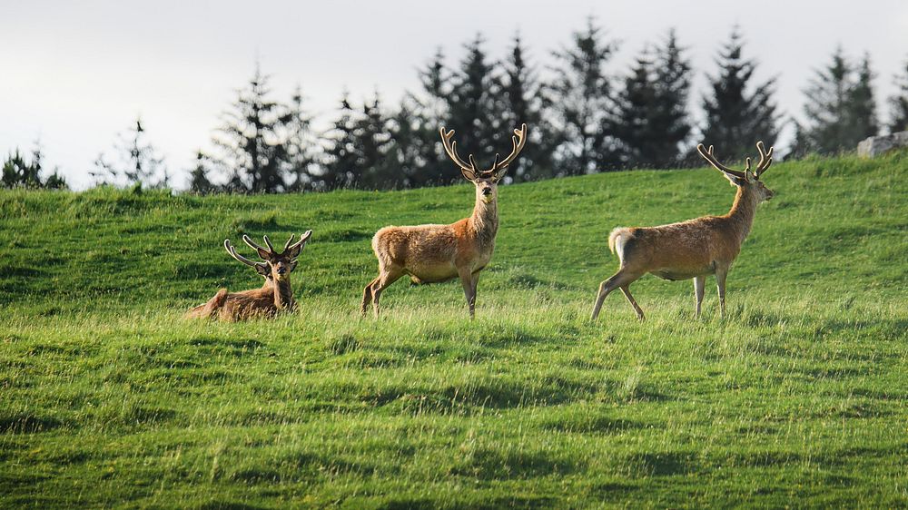 Nature desktop wallpaper background, herd of deer in a field