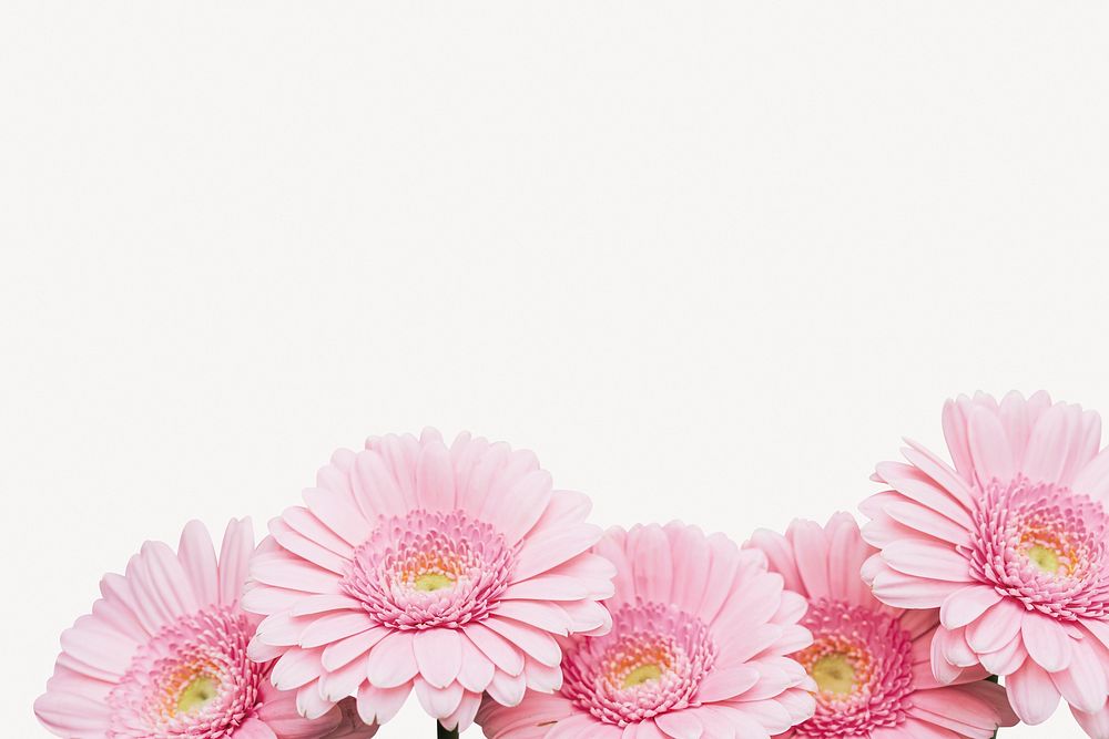 Pink daisy border, aesthetic flower psd