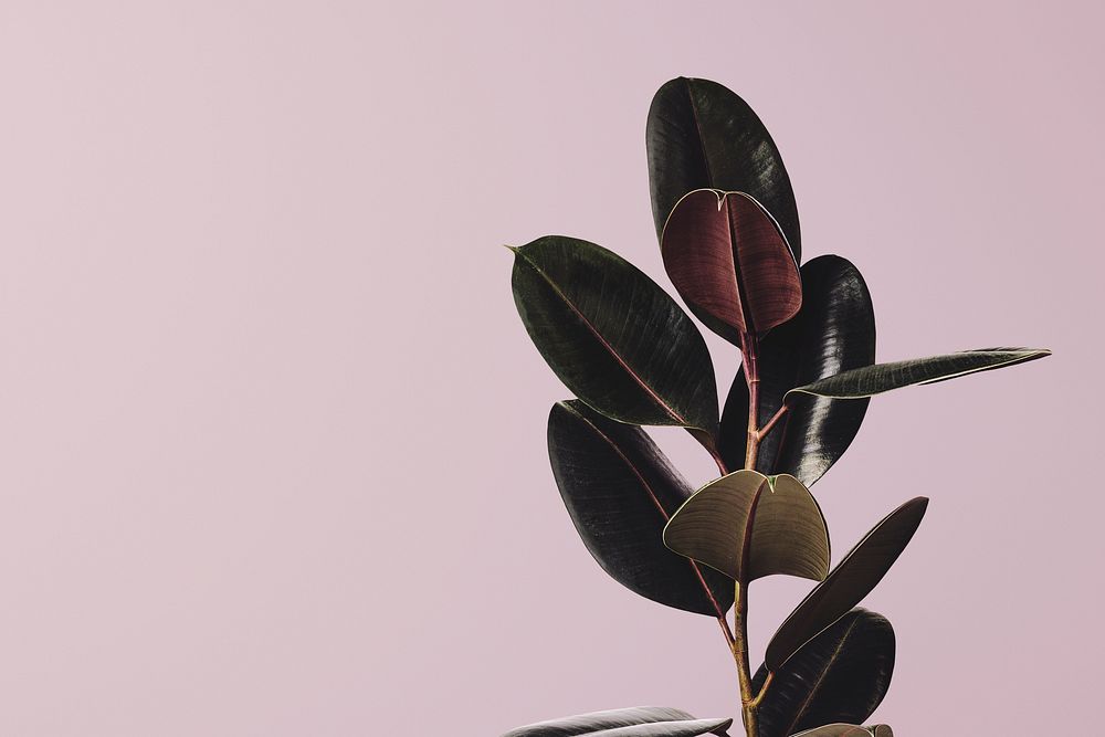 Rubber plant with pink background