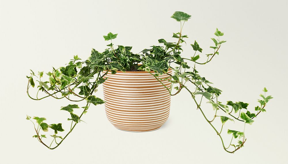 Devil's ivy in a ceramic pot